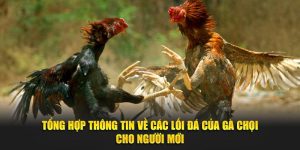 Tìm Hiểu Các Lối Đá Của Gà Chọi Cho Người Mới Chưa Biết
