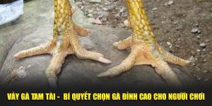 Vảy Gà Tam Tài - Bí Quyết Chọn Gà Đỉnh Cao