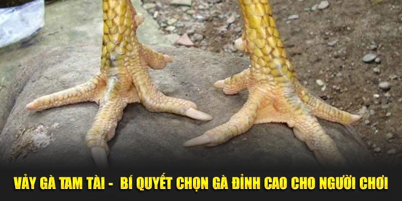 Vảy Gà Tam Tài - Bí Quyết Chọn Gà Đỉnh Cao