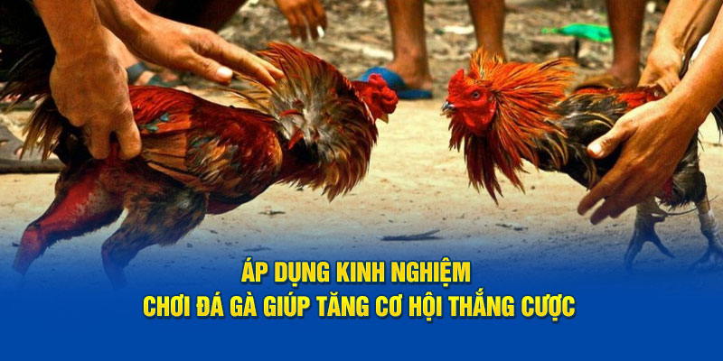Áp dụng kinh nghiệm chơi đá gà giúp tăng cơ hội thắng cược
