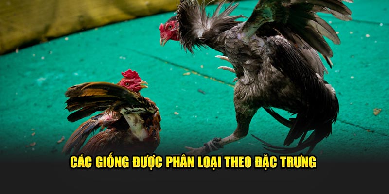 Các giống được phân loại theo đặc trưng 