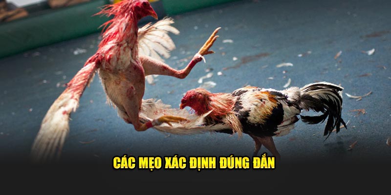 Các mẹo xác định đúng đắn 