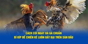 Cách Coi Ngày Đá Gà Chuẩn - Bí Kíp Để Chiến Kê Luôn Bất Bại Trên Sàn Đấu