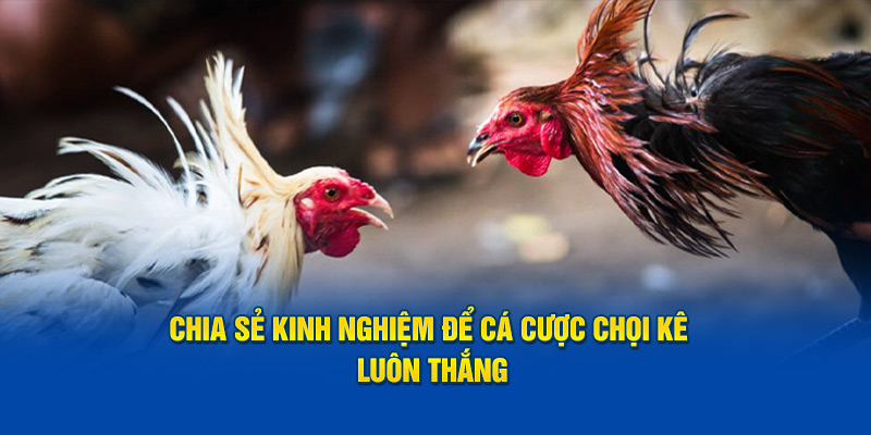 Chia sẻ kinh nghiệm để cá cược chọi kê luôn thắng