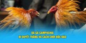 Đá Gà Campuchia: Bí Quyết Thắng Và Cách Chơi Độc Đáo
