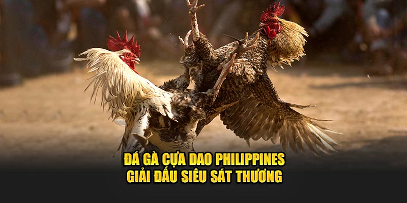 Đá Gà Cựa Dao Philippines - Giải Đấu Siêu Sát Thương