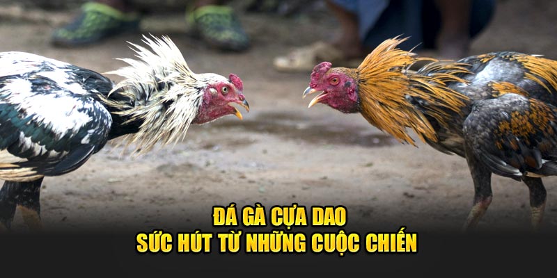Đá Gà Cựa Dao - Sức Hút Từ Những Cuộc Chiến Gay Cấn