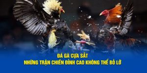 Đá Gà Cựa Sắt - Trận Chiến Đỉnh Cao Không Thể Bỏ Lỡ