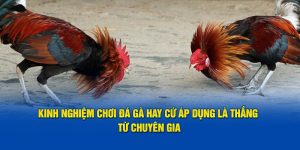 Kinh Nghiệm Chơi Đá Gà Hay Cứ Áp Dụng Là Thắng Từ Chuyên Gia
