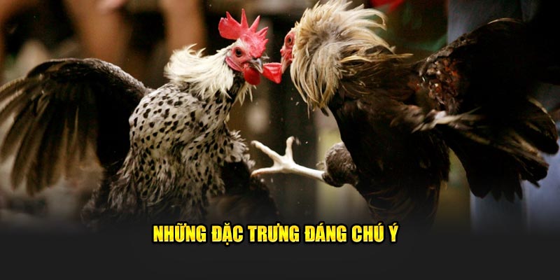 Những đặc trưng đáng chú ý 