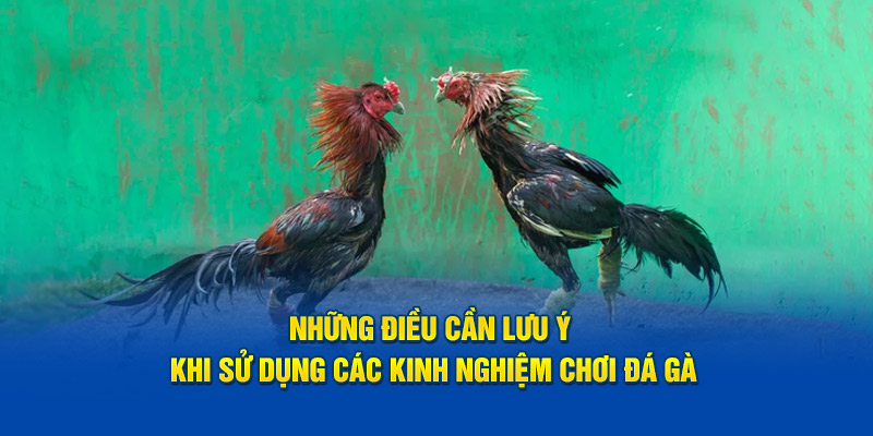 Những điều cần lưu ý khi sử dụng các kinh nghiệm chơi đá gà