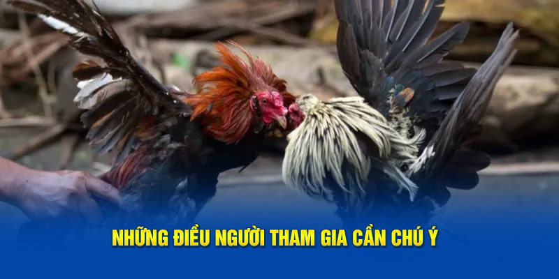 Quản lý nguồn tài chính khi cá cược đá gà