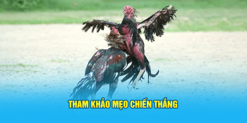 Tham khảo mẹo chiến thắng