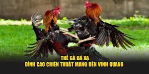 Thế Gà Đá Xạ - Đỉnh Cao Chiến Thuật Mang Đến Vinh Quang