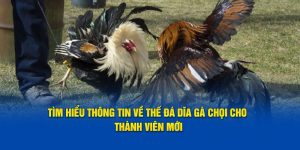 Tìm Hiểu Thông Tin Về Thế Đá Dĩa Gà Chọi Cho Thành Viên Mới