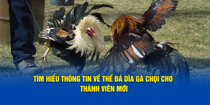 Tìm Hiểu Thông Tin Về Thế Đá Dĩa Gà Chọi Cho Thành Viên Mới
