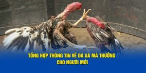 Tổng Hợp Thông Tin Về Đá Gà Mã Thưởng Cho Người Mới