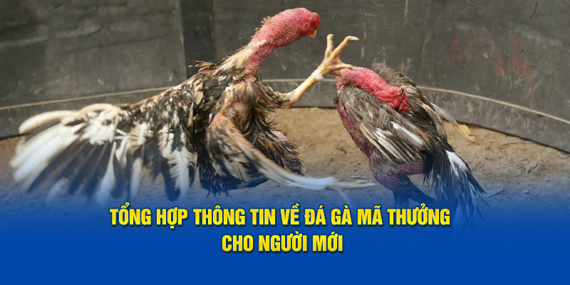 Tổng Hợp Thông Tin Về Đá Gà Mã Thưởng Cho Người Mới