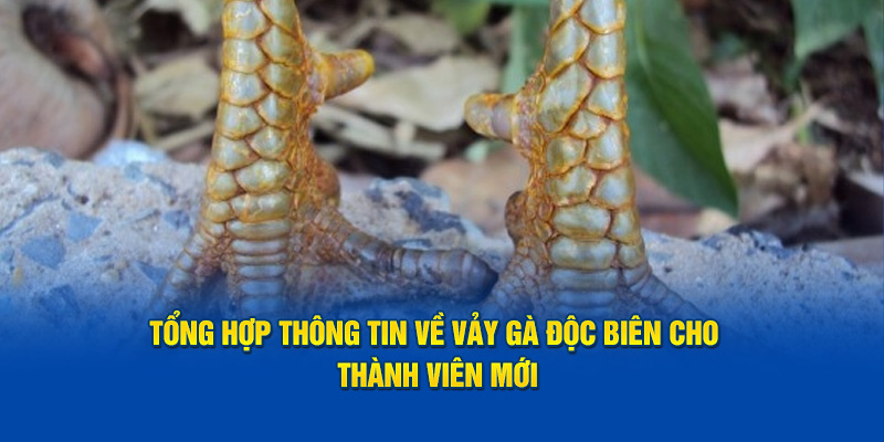 Tổng Hợp Thông Tin Về Vảy Gà Độc Biên Cho Thành Viên Mới