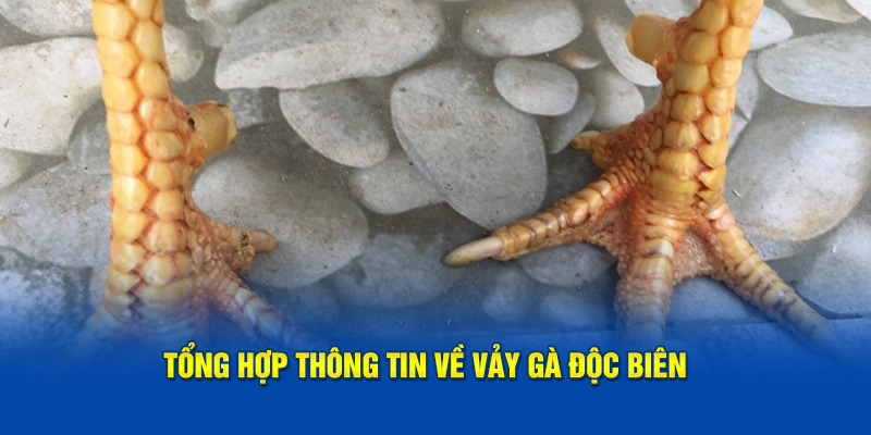 Tổng hợp thông tin cơ bản về vảy gà độc biên