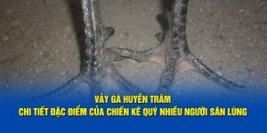 Vảy Gà Huyền Trâm - Chi Tiết Đặc Điểm Của Chiến Kê Quý Nhiều Người Săn Lùng